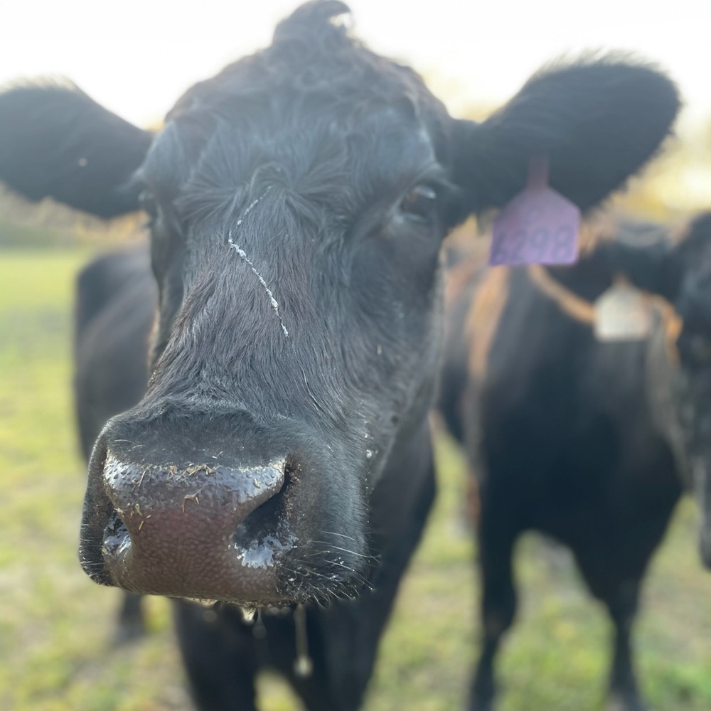 Meet your Posher, Lenee